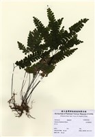 藏品(長尾鐵線蕨)的圖片